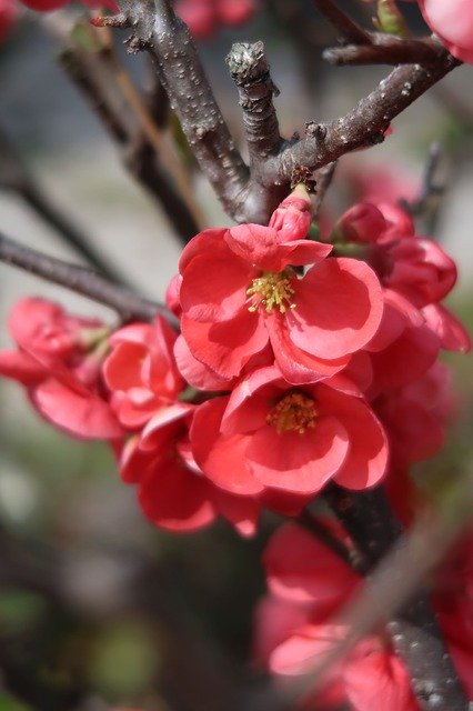 ດາວ​ໂຫຼດ​ຟຣີ Natural Flowers Plum - ຮູບ​ພາບ​ຟຣີ​ຫຼື​ຮູບ​ພາບ​ທີ່​ຈະ​ໄດ້​ຮັບ​ການ​ແກ້​ໄຂ​ທີ່​ມີ GIMP ອອນ​ໄລ​ນ​໌​ບັນ​ນາ​ທິ​ການ​ຮູບ​ພາບ​