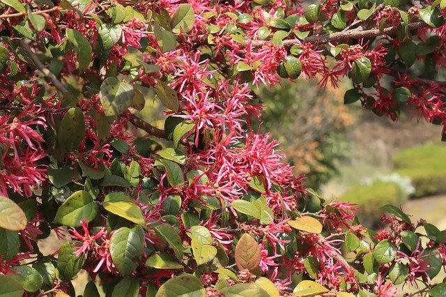 Free download Natural Flowers Red -  free photo or picture to be edited with GIMP online image editor