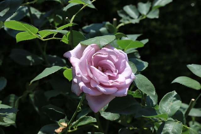 Téléchargement gratuit Natural Flowers Rose - photo ou image gratuite à éditer avec l'éditeur d'images en ligne GIMP