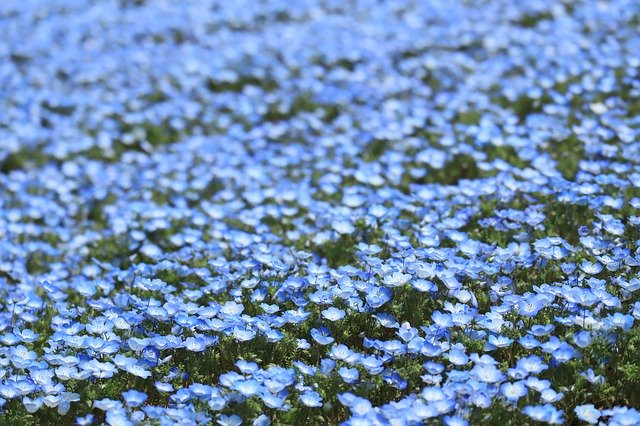 Free download Natural Flowers Spring -  free photo or picture to be edited with GIMP online image editor