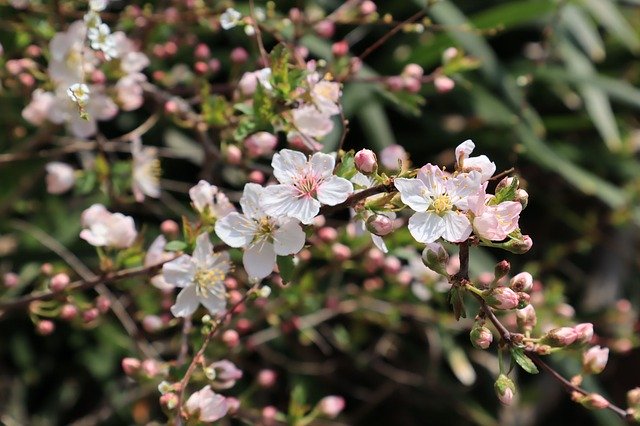 Muat turun percuma Natural Flowers White - foto atau gambar percuma untuk diedit dengan editor imej dalam talian GIMP