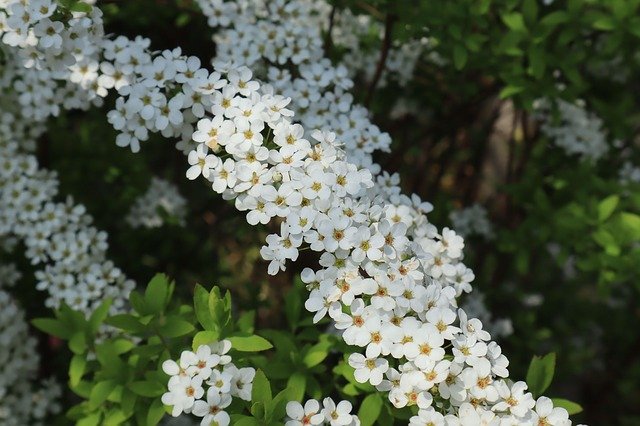 Free download Natural Flowers White Spiraea -  free photo or picture to be edited with GIMP online image editor