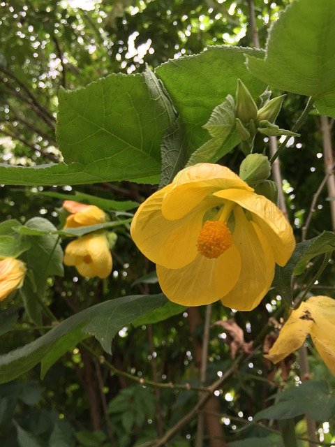 Скачать бесплатно Natural Flower Yellow - бесплатную фотографию или картинку для редактирования с помощью онлайн-редактора изображений GIMP