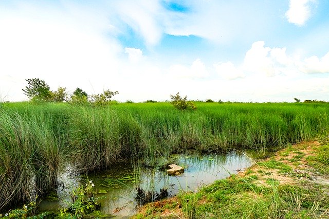 無料ダウンロードNaturalGreenNature-GIMPオンライン画像エディタで編集できる無料の写真または画像