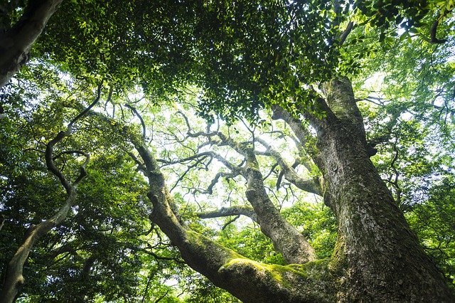 Free download Natural Green Wood -  free photo or picture to be edited with GIMP online image editor