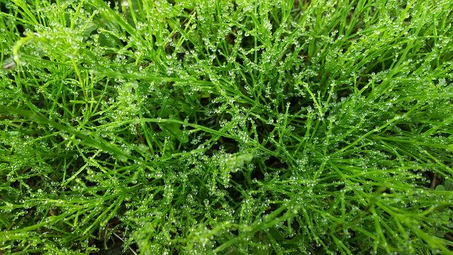 Free download Natural Plant Green Equisetum -  free photo or picture to be edited with GIMP online image editor