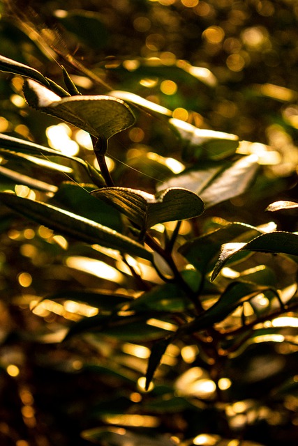 Free download natural plant landscape free picture to be edited with GIMP free online image editor
