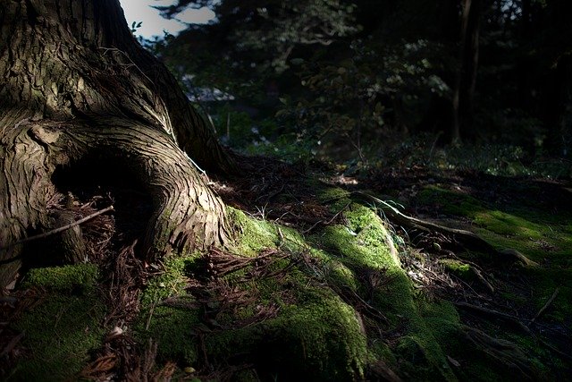 무료 다운로드 Natural Tree Mood - 무료 사진 또는 GIMP 온라인 이미지 편집기로 편집할 사진