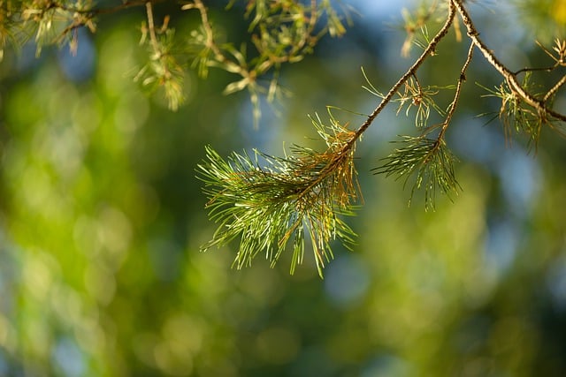 Free download natural trees conifer free picture to be edited with GIMP free online image editor