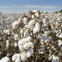 Natural white cotton  screen for extension Chrome web store in OffiDocs Chromium
