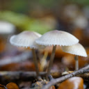 Natural white mushrooms  screen for extension Chrome web store in OffiDocs Chromium
