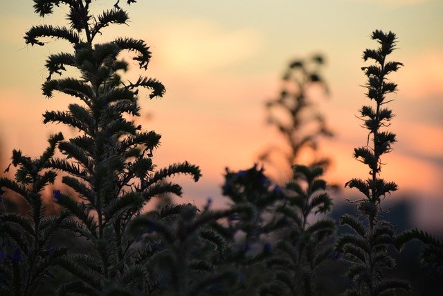 Muat turun percuma Nature Afterglow Abendstimmung - foto atau gambar percuma untuk diedit dengan editor imej dalam talian GIMP