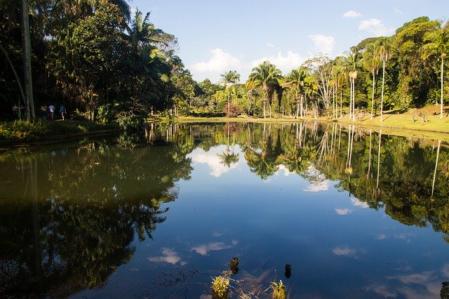 Gratis download Nature Amazon Brazil - gratis foto of afbeelding om te bewerken met GIMP online afbeeldingseditor