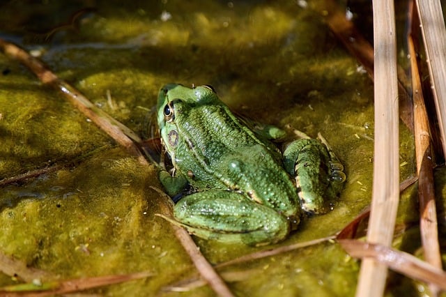 Free download nature amphibious animal pond free picture to be edited with GIMP free online image editor