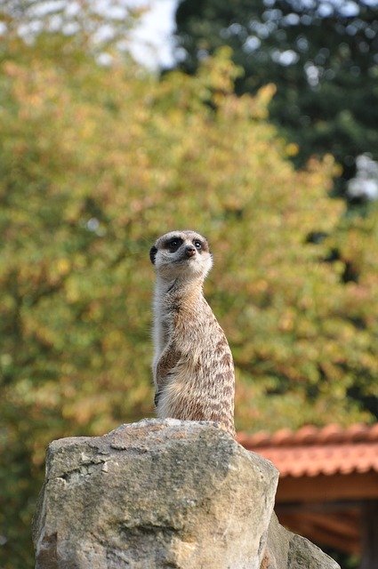 Bezpłatne pobieranie Nature Animal - bezpłatne zdjęcie lub obraz do edycji za pomocą internetowego edytora obrazów GIMP