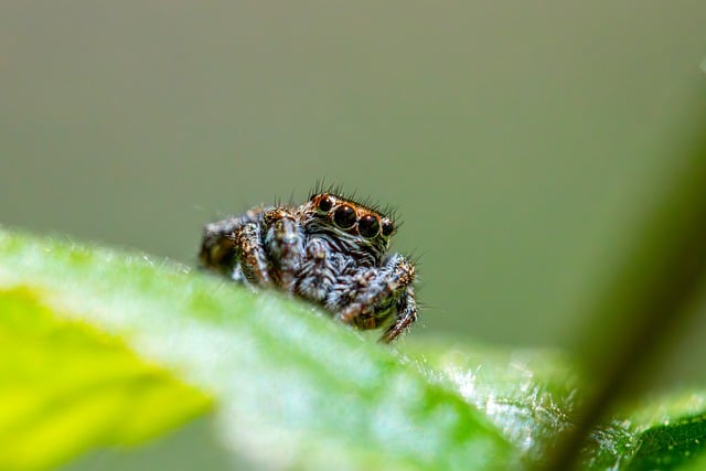 Free download nature animal arachnid arachnology free picture to be edited with GIMP free online image editor