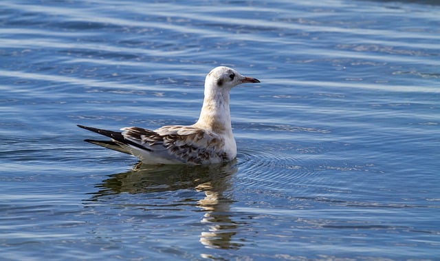 Free download nature animal bird gull young free picture to be edited with GIMP free online image editor