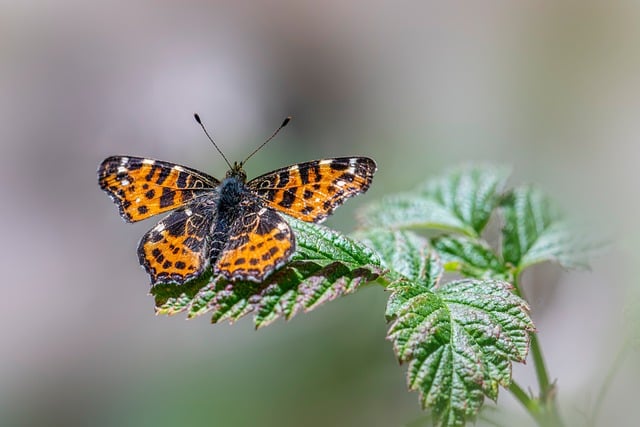 Free download nature animal butterfly close up free picture to be edited with GIMP free online image editor