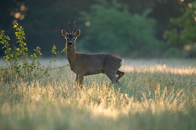 Free download nature animal doe mammal horns free picture to be edited with GIMP free online image editor