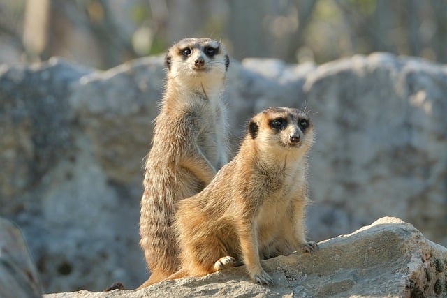 Free download nature animal meerkat wildlife fur free picture to be edited with GIMP free online image editor