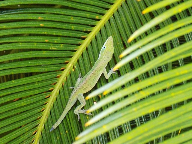 Muat turun percuma Nature Animals - foto atau gambar percuma untuk diedit dengan editor imej dalam talian GIMP