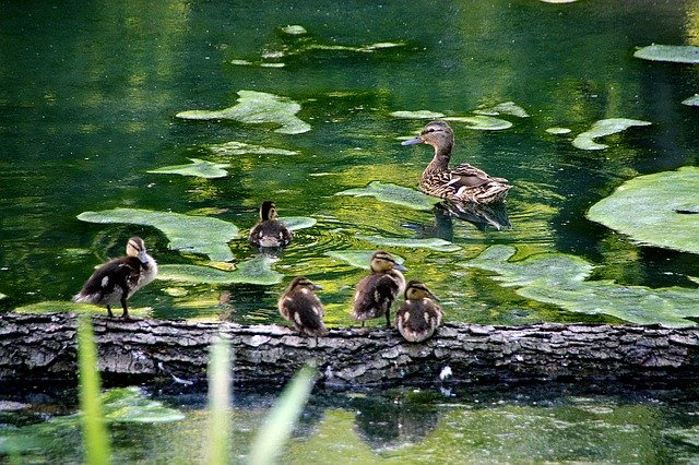 Unduh gratis templat foto gratis Nature Animals Duck untuk diedit dengan editor gambar online GIMP