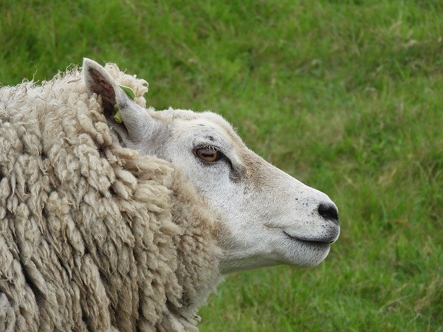 دانلود رایگان Nature Animal Sheep - عکس یا تصویر رایگان قابل ویرایش با ویرایشگر تصویر آنلاین GIMP