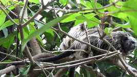 Free download Nature Animals Mammals Titi -  free video to be edited with OpenShot online video editor