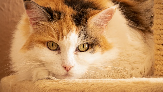 Download gratuito natura animali animali domestici gatti foto gratis da modificare con GIMP editor di immagini online gratuito