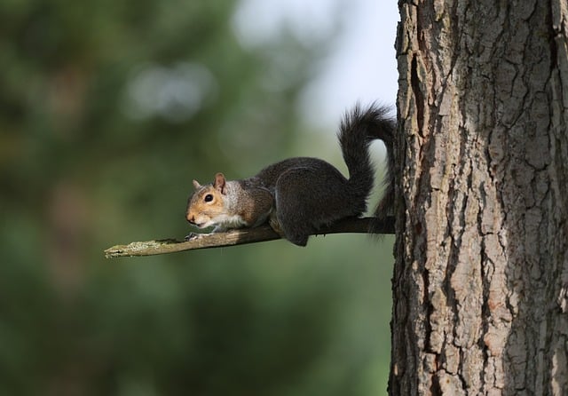 Free download nature animal wildlife tree free picture to be edited with GIMP free online image editor