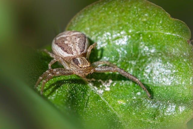 Free download nature animal world arachnid free picture to be edited with GIMP free online image editor