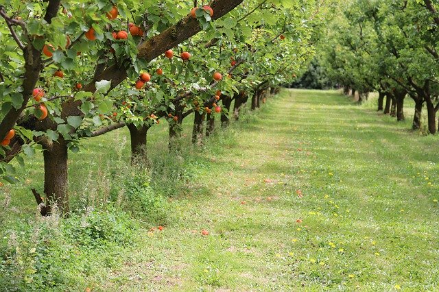 Muat turun percuma Nature Apricots Trees - foto atau gambar percuma untuk diedit dengan editor imej dalam talian GIMP