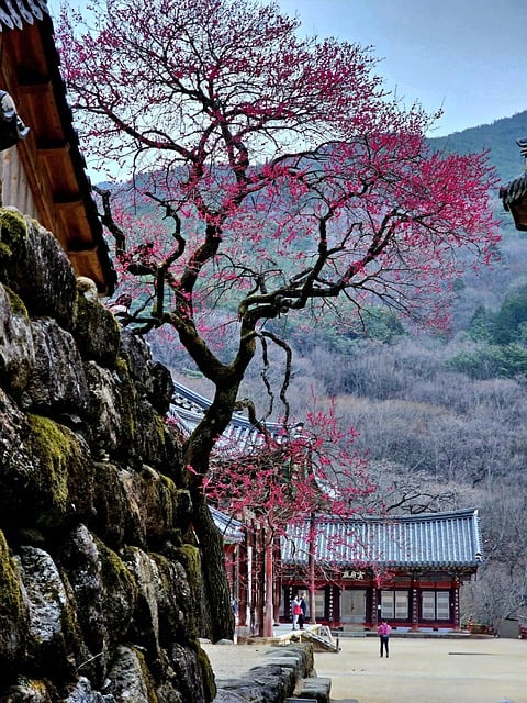 Free download nature asia temple tourism travel free picture to be edited with GIMP free online image editor