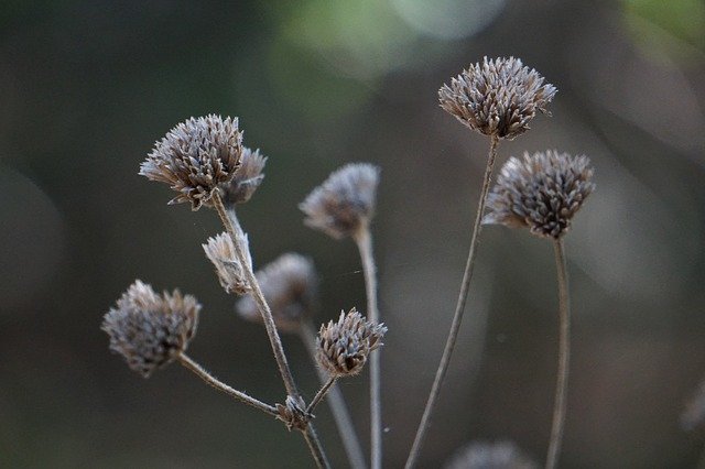 Free picture Nature Autumn Dried Flowers -  to be edited by GIMP free image editor by OffiDocs
