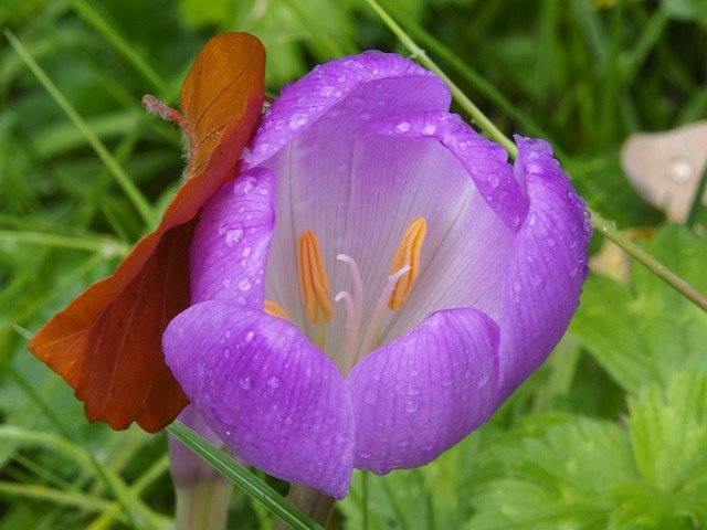 دانلود رایگان Nature Autumn Flower - عکس یا تصویر رایگان قابل ویرایش با ویرایشگر تصویر آنلاین GIMP