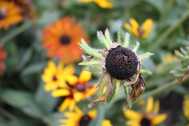 Téléchargement gratuit Fleurs d'automne nature - photo ou image gratuite à modifier avec l'éditeur d'images en ligne GIMP