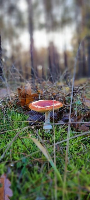 Kostenloser Download Natur Herbstwald Fliegenpilz kostenloses Bild zur Bearbeitung mit GIMP kostenloser Online-Bildbearbeitung
