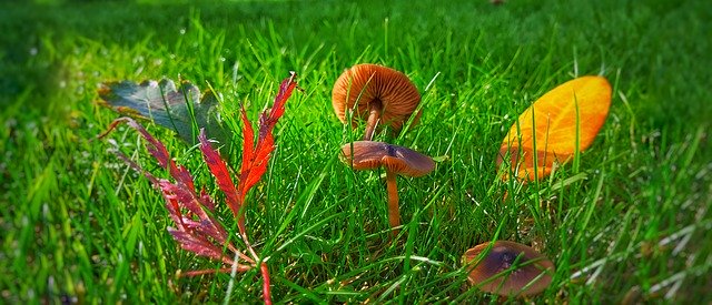 Template Photo Nature Autumn Mushroom -  for OffiDocs