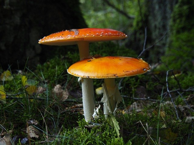 Bezpłatne pobieranie Nature Autumn Mushrooms Forest - darmowe zdjęcie lub obraz do edycji za pomocą internetowego edytora obrazów GIMP