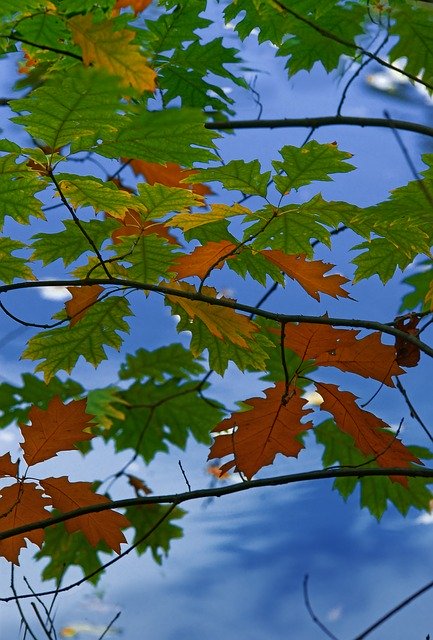 Download gratuito di Nature Autumn Water: foto o immagini gratuite da modificare con l'editor di immagini online GIMP