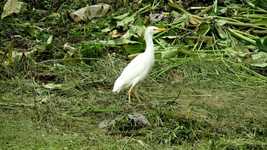 Free download Nature Ave Heron The -  free video to be edited with OpenShot online video editor