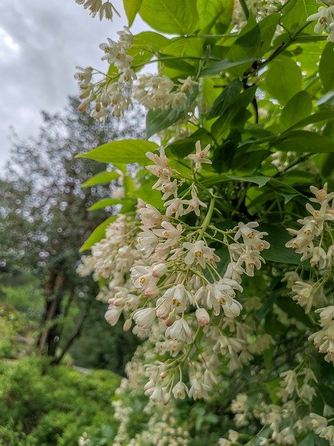 Tải xuống miễn phí Nature Background Blossom - ảnh hoặc ảnh miễn phí được chỉnh sửa bằng trình chỉnh sửa ảnh trực tuyến GIMP