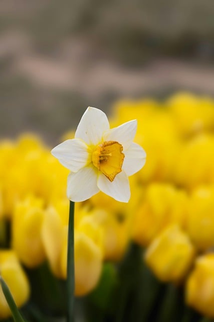 Free download nature beautiful flowers yellow free picture to be edited with GIMP free online image editor