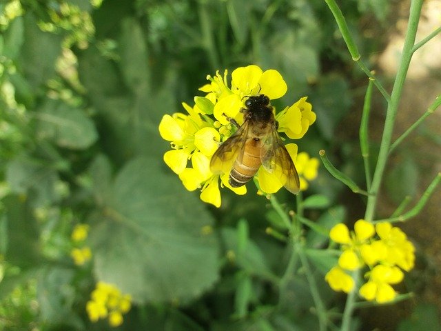 ດາວ​ໂຫຼດ​ຟຣີ Nature Beauty Honey - ຮູບ​ພາບ​ຟຣີ​ຫຼື​ຮູບ​ພາບ​ທີ່​ຈະ​ໄດ້​ຮັບ​ການ​ແກ້​ໄຂ​ກັບ GIMP ອອນ​ໄລ​ນ​໌​ບັນ​ນາ​ທິ​ການ​ຮູບ​ພາບ​