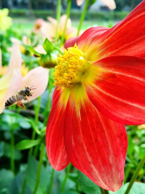 Descarga gratuita Nature Bee Bees: foto o imagen gratuita para editar con el editor de imágenes en línea GIMP