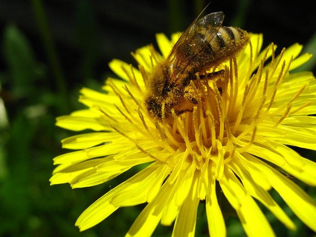 Free download Nature Bee Flower -  free photo or picture to be edited with GIMP online image editor