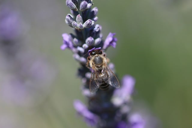 Free download nature bee insect macro close up free picture to be edited with GIMP free online image editor
