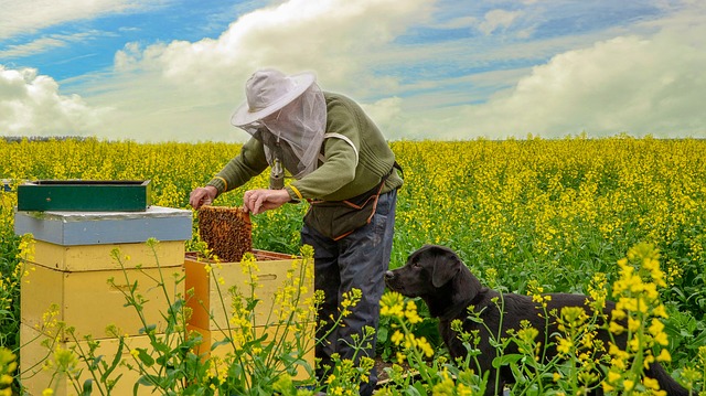 Free download Nature Bees Beekeeper free photo template to be edited with GIMP online image editor