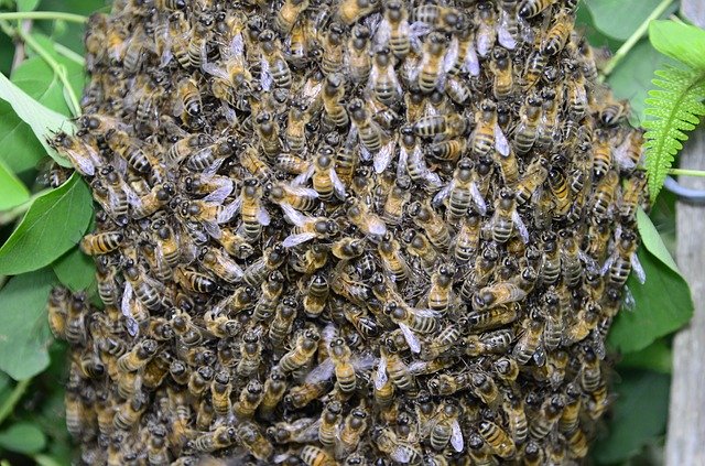 Bezpłatne pobieranie Nature Bees Insect - darmowe zdjęcie lub obraz do edycji za pomocą internetowego edytora obrazów GIMP