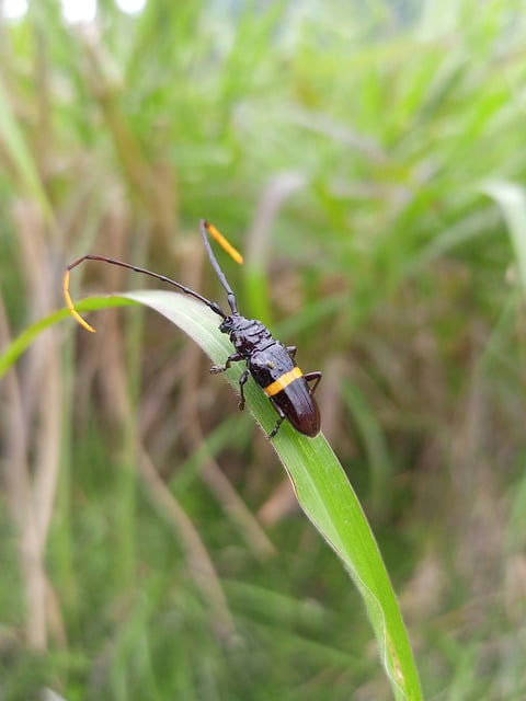 Free download nature beetle insect grass free picture to be edited with GIMP free online image editor